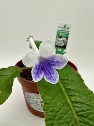 Image result for Streptocarpus erubescens