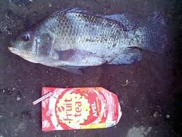 Di indonesia, ikan nila dikenal sebagai ikan yang gurih lezat dan banyak proteinya.nila pertama kali diperkenalkan diindonesia pada tahun 1969 dari taiwan. Mancing Ikan Nila Pojok Berbagi