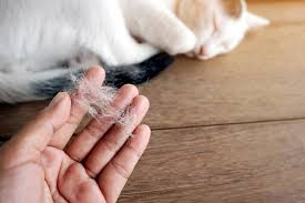 The cookie settings on this website are set to allow cookies to give you the best browsing experience possible. Pet Allergy Treatment In Troutdale Or Paws Claws Pet Medical Center