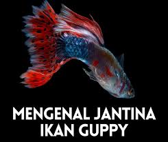 Jadi, anda perlu merawat cupang anda sebaik mungkin dengan menjaga kondisi air pada cupang anda. Bela Ikan Guppy Archives Info Ikan Guppy Ikan Hiasan Terkini