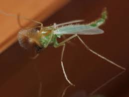 A tiny dipteran fly (such as a chironomid). Midge Attack Or How To Repel Midges During The Summer Months Skyaboveus