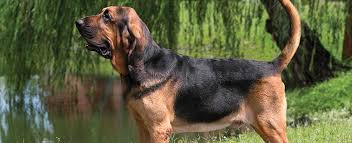 Here you will find the greatest selection of akc puppies for sale along with specialty and hybrid breeds. Bloodhound Dog Breed Profile Petfinder