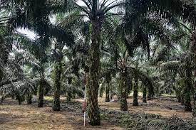 • kelapa sawit, sejatinya bukan tanaman asli indonesia. Terus Diserang Uni Eropa Soal Kelapa Sawit Akhirnya Malaysia Ajukan Komplain Ke Wto Halaman All Kompas Com