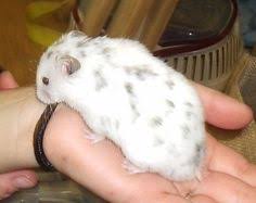 The color of a syrian hamster's eyes and ears are usually determined by the color of their coat. 37 Fur Types Colors Patterns Ideas Hamster Dwarf Hamster Syrian Hamster