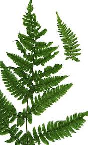 Image result for Diplazium humbertii