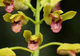 Image result for Eulophia alta