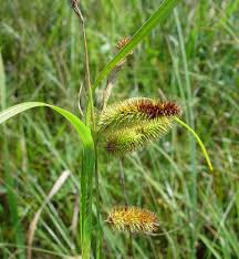 Image result for Carex brassii