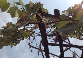 Maybe you would like to learn more about one of these? 10 Penyakit Penting Pada Tanaman Anggur Serta 12 Teknik Pengendaliannya Berita Pertanian Mitalom