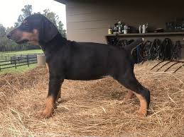 Black And Tan Coonhound For Sale In Florida Litter Of 9 Doberman Pinscher Puppies For Sale In Ocala Fl Adn 46848 On Puppyfinder Com Gender Male S An Doberman Pinscher Puppy Doberman Pinscher Pinscher