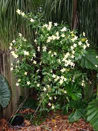 Image result for Brunfelsia