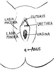 Image result for female sex organ