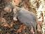 Decomposing Rat