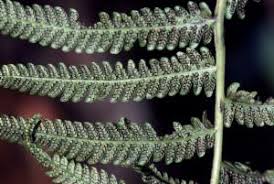 Image result for Christella hispidula