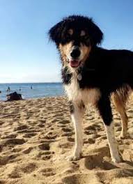 Depending on the preferences of the pet owner, pet sitting can occur either at the owner's or the sitter's house. Pet House Sitting In Melbourne With Best Prices On Petbacker