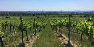 Farm To Table In Vienna The Unique Beauty Of Europe S Last Great Urban Vineyards Vinepair