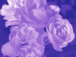 It's a deep bluish color that possesses an elegance that few purple shades do. Purple Aesthetic