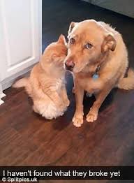 Hilarious Snapchat Photos Show Dogs Taking Social Media By Storm Dog Snapchats Funny Animal Jokes Funny Animal Pictures