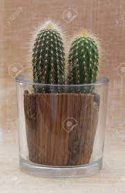 The stem of the saguaro measures between 18 and 24 inches. Baby Saguaro Cactus In A Decorative Pot Stock Photo Picture And Royalty Free Image Image 18383379