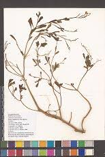 Image result for Zygophlebia villosissima