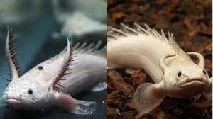 5 Jenis Ikan Naga Yang Diyakini Ada Di Dunia Youtube