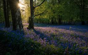 Sunflowers are one of the easiest plants to grow from seed. 8 Gorgeous Drought Tolerant Shade Plants To Make Your Garden Alive Garden And Happy