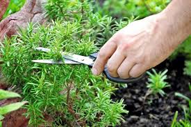 We did not find results for: Plante Anti Mouche La Liste Des 20 Plantes Les Plus Efficaces