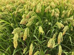 Image result for Panicum