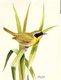 What are the names of yellow birds? Find A Bird