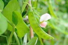We did not find results for: Category Snow Pea Edible Pod Seedway