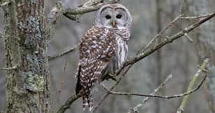 See more ideas about western screech owl, screech owl, owl. Barred Owl Life History All About Birds Cornell Lab Of Ornithology