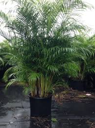 Image result for Dypsis