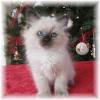 Tips and advice for choosing a ragdoll kitten, training, play time activities, costs involving with ragdoll ownership. Https Encrypted Tbn0 Gstatic Com Images Q Tbn And9gcqpnwkq5kjfv1hdk 1zpculbhavu93xitzmwyrajirb7dlrgxvv Usqp Cau