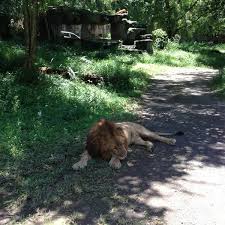 Di tempat wisata di puncak yang satu ini, kamu bisa menikmati indahnya keragaman hewan khas indonesia. Kandang Macan Bogor Jawa Barat