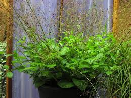 Image result for Talinum tenuissimum