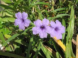 Petunia Flower Hindi Name Best Flower Wallpaper