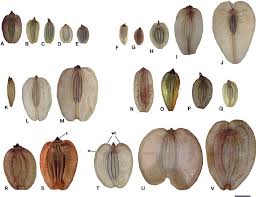 Image result for Afroligusticum