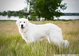 Akbash Maremma Dog Turkish Shepherd Akbas Coban Kopegi Akbas Coban Kopegi Akbash Sobaki Ovcharka Zhivotnye