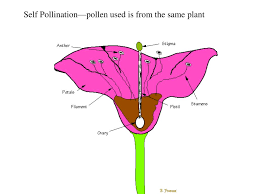 Each carpel includes an ovary (where the ovules are produced; Ppt Parts Of The Flower Powerpoint Presentation Free Download Id 6900337