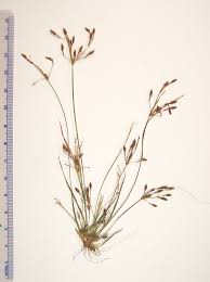 Image result for Fimbristylis