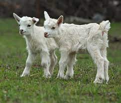 Maybe you would like to learn more about one of these? 10 Things To Know About Raising Goats As Pets