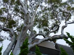 Names of flowering trees australia. Australian Native Trees Gardening With Angus