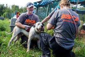 Learn more about second chance rescue in bellbrook, oh, and search the available pets they have up for adoption on petfinder. Aspca Places Dogs Surrendered By Florida Rescue Group In 14 States Across U S Aspca