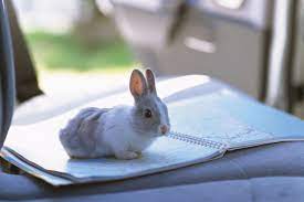 Maybe you would like to learn more about one of these? How To Travel With A Rabbit In A Car
