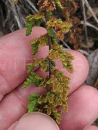 Image result for Cheilanthes hirta