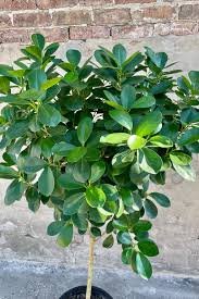 Image result for Ficus demeusei