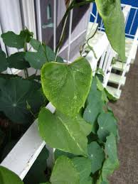 There is often webbing visible on the plant. Why Are My Morning Glories Stunted Deformed Gardening Landscaping Stack Exchange