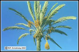 The fruit of a palm tree is a dupe with a single seed. Palm Fruit Photos