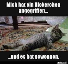 Wir haben die 30 schönsten katzenbilder rund um die vierbeiner zusammengetragen. Pin Auf Spass