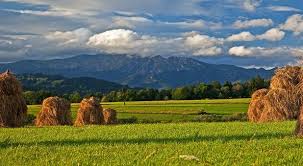 .grinting, herbisida rumput grinting, jaran lumping grinting, sandal jepit grinting, joy grinting rumput grinting, suket grinting, sd grinting 02, sejarah desa grinting, grinting udang, kluwut vs. Rumput Kering Podhale Tatry Lanskap Pemandangan Gambar Latar Belakang