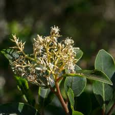 Image result for Apodytes dimidiata